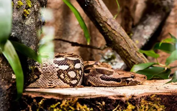 Animales del Perú - Anaconda