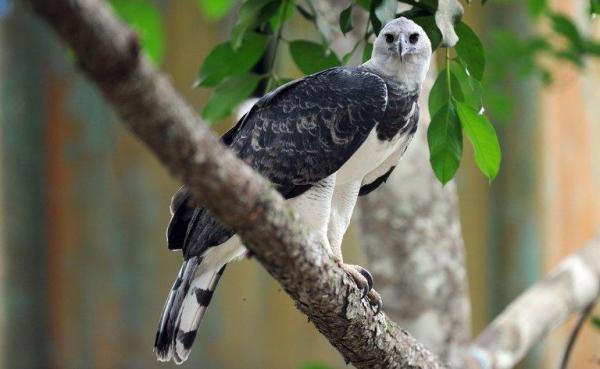 Animales del Perú - Águila Arpía