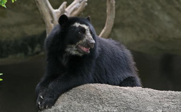 Animales del Perú - Oso de Anteojos