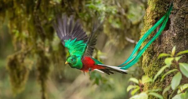 Animales del Perú - Quetzal