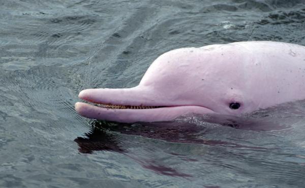 Animales del Perú - Delfín rosado