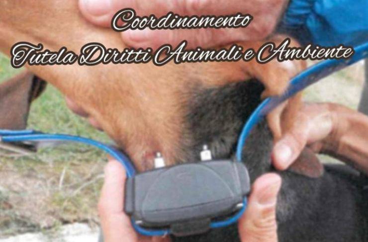 perros cazadores collares electricos