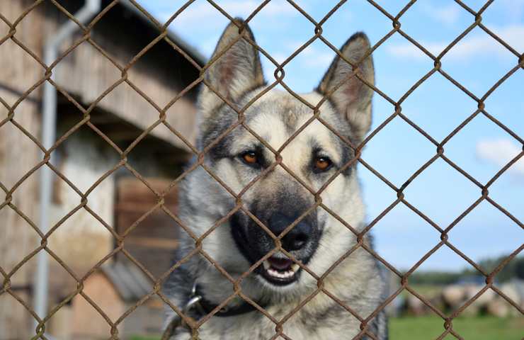 perros maltratados caserta