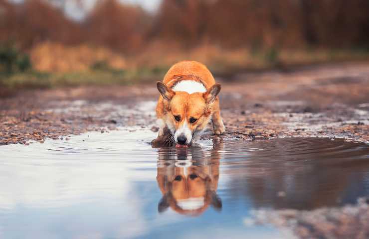 Perro bebe del charco