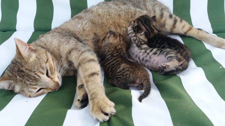 gato con cachorros