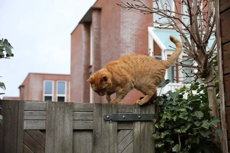 terremoto de gato escondido