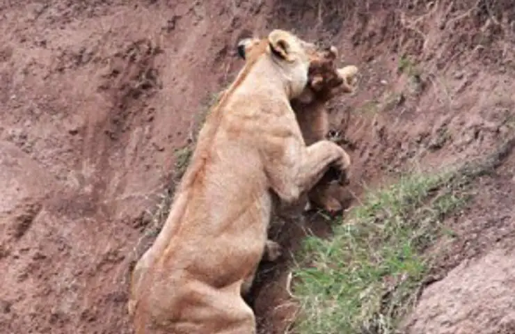 cachorro de león leona rescate heroico