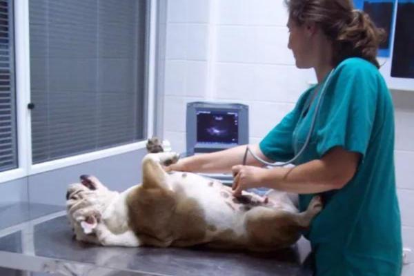 Trombosis en perros - Síntomas y tratamiento - Diagnóstico de trombosis en perros