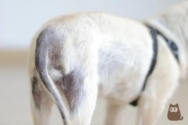Trombosis en perros - Síntomas y tratamiento - Causas de la trombosis en perros
