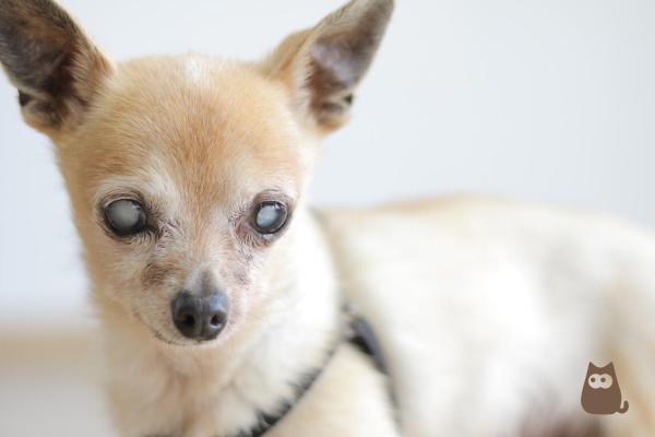 Mi perro tiene los ojos blancos: causas, síntomas y tratamientos - Catarratta