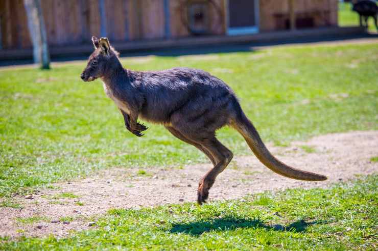 un canguro salta