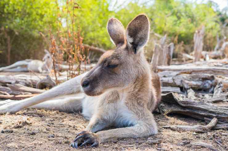 Restos marsupiales
