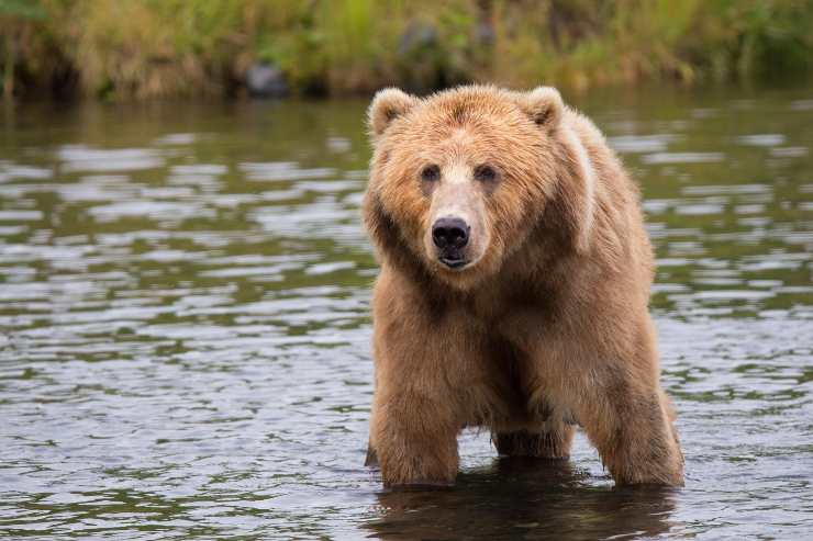 Oso todavía en el agua