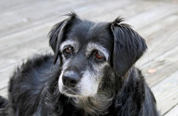 Calmantes para perros - Calmantes para perros mayores