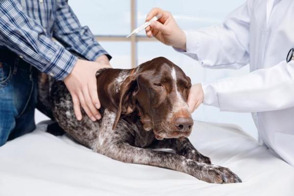 El perro tiene dificultad para respirar: causas y qué hacer: por qué el perro respira rápido