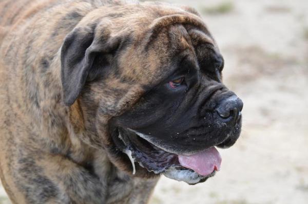 El perro jadea - Causas y qué hacer - El perro jadea y tiembla