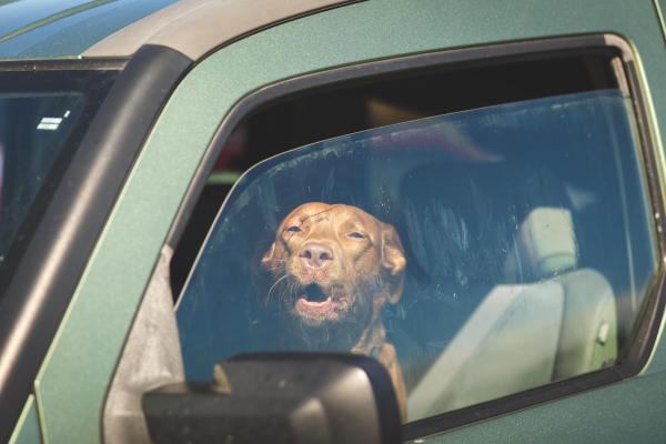 Perro sibilancias - Causas y qué hacer - Otras causas de sibilancias en perros
