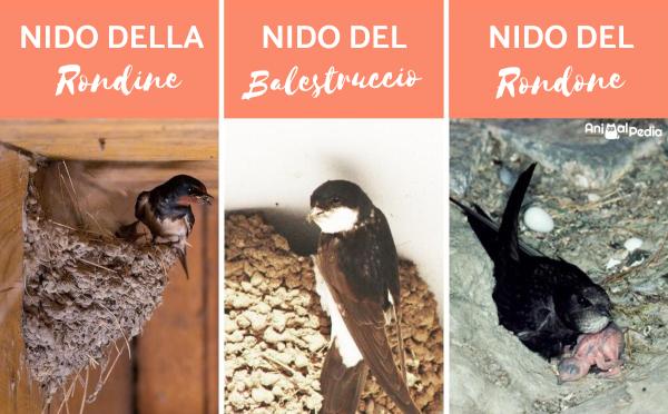 Diferencias entre golondrinas, vencejos y aviones - Cómo reconocer los nidos de golondrinas, vencejos y aviones