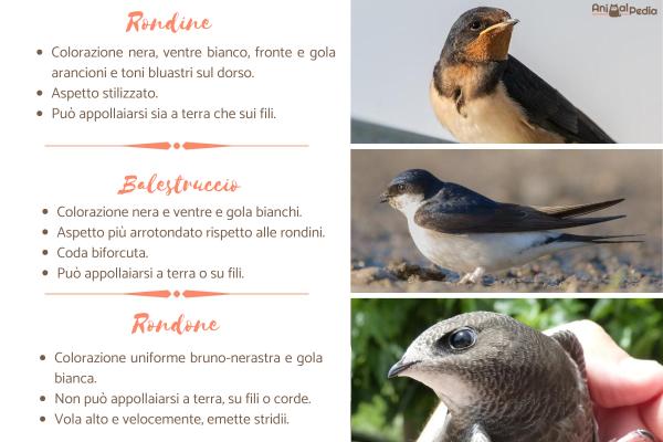 Diferencias entre golondrinas, vencejos y aviones domésticos - ¿Cuál es la diferencia entre golondrinas, vencejos y aviones domésticos?