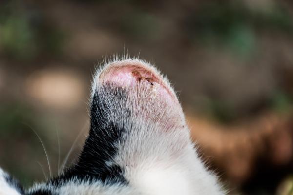 Dermatitis solar en gatos - Síntomas y tratamiento - Síntomas de dermatitis solar en gatos