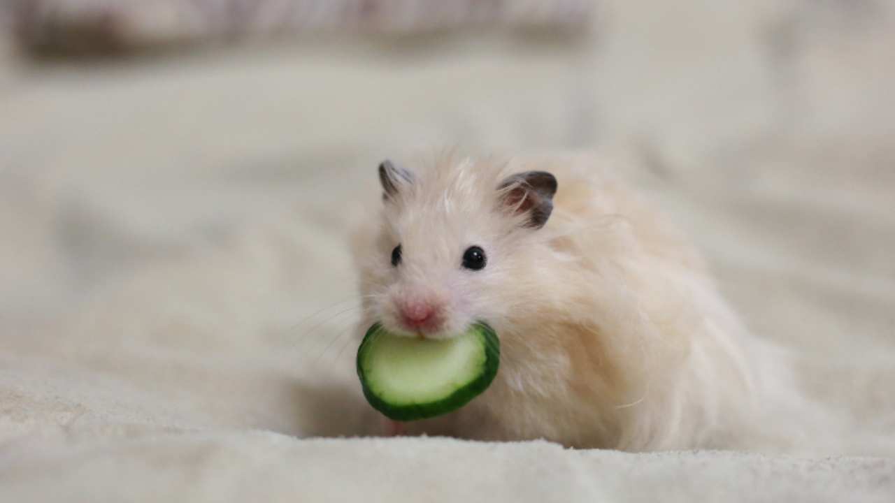 ¿Puede el hámster comer pepinos? Todo lo que necesitas saber al