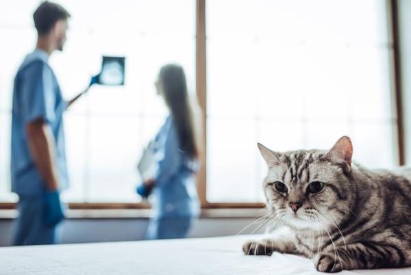 ¿Por qué mi gato sangra por sus partes íntimas? - Aborto