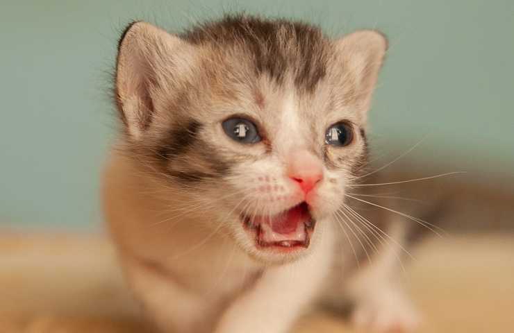 Gatito maúlla