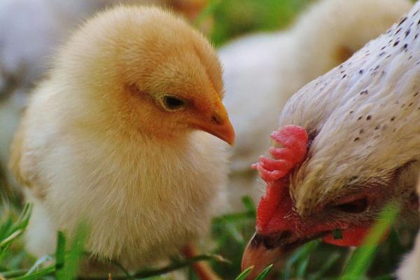 Diferencia entre gallo y gallina - La familia de las gallináceas