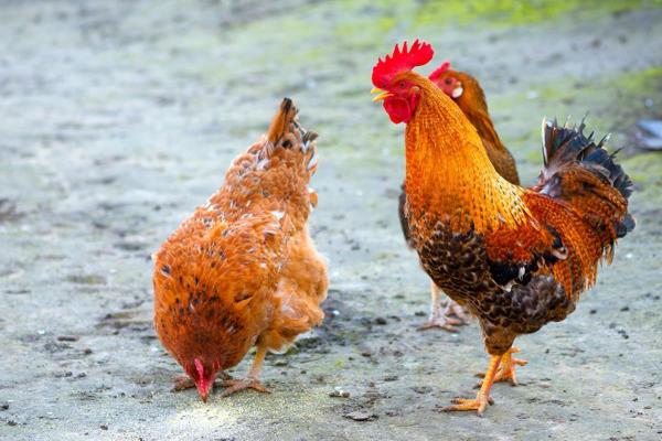 Diferencia entre gallo y gallina - ¿A qué edad una gallina se convierte en gallo?
