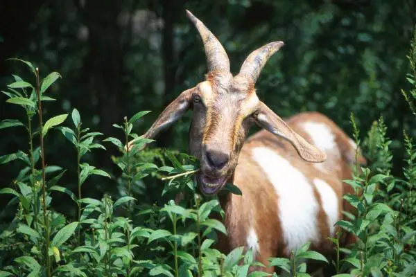 ¿Qué comen las cabras? - ¿Qué comen las cabras adultas?