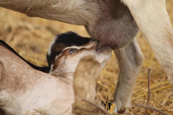 ¿Qué comen las cabras? - ¿Qué comen las cabras?