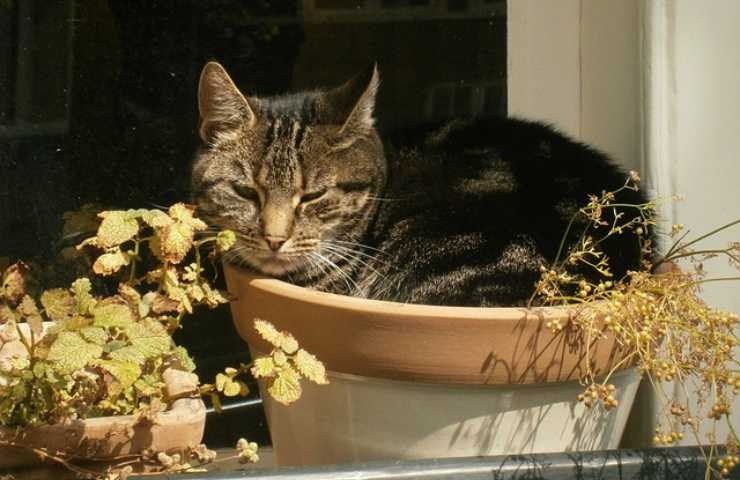 gato en el tarro