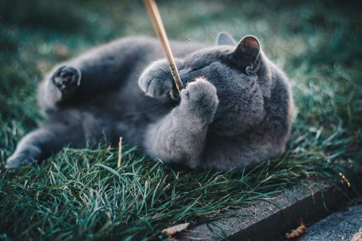 Gatito se divierte solo