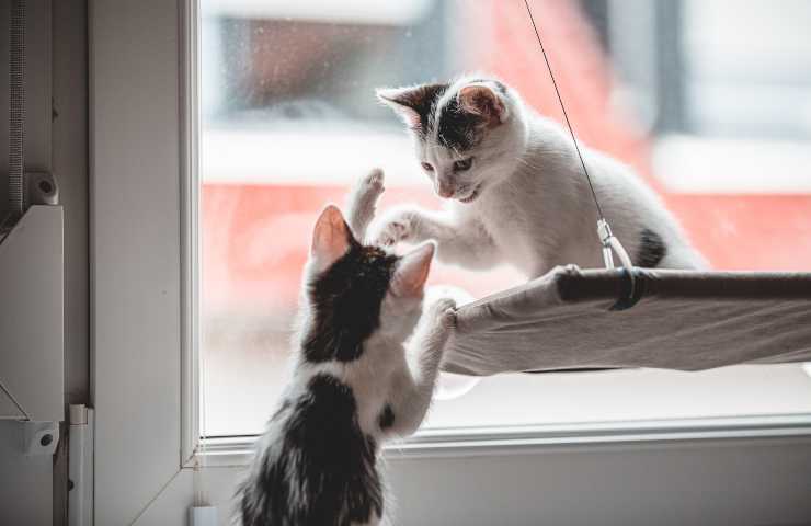 Ventaja de adoptar dos gatos