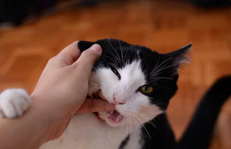 Comportamiento del gato que vive solo
