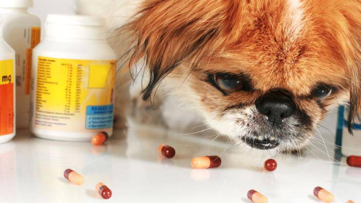 perro y medicinas