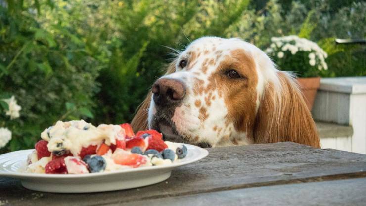 perro y dulces