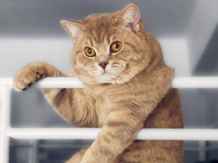 Gato en la barandilla