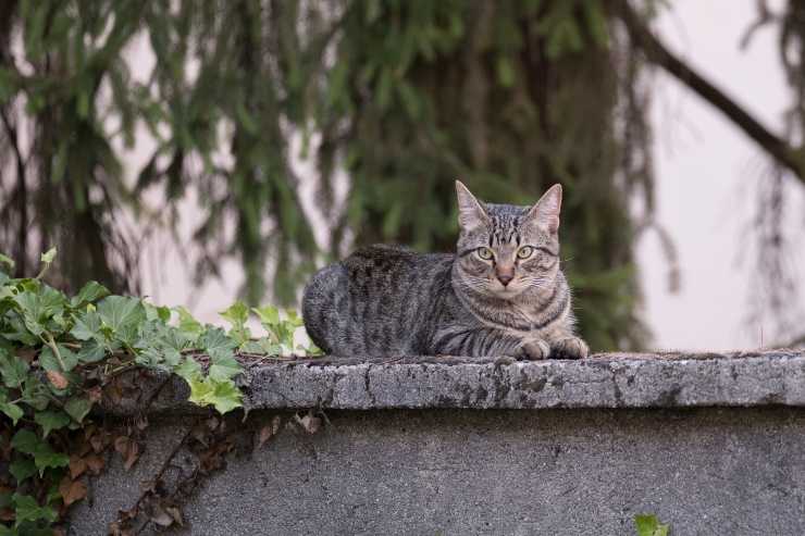 Felino mira desde arriba