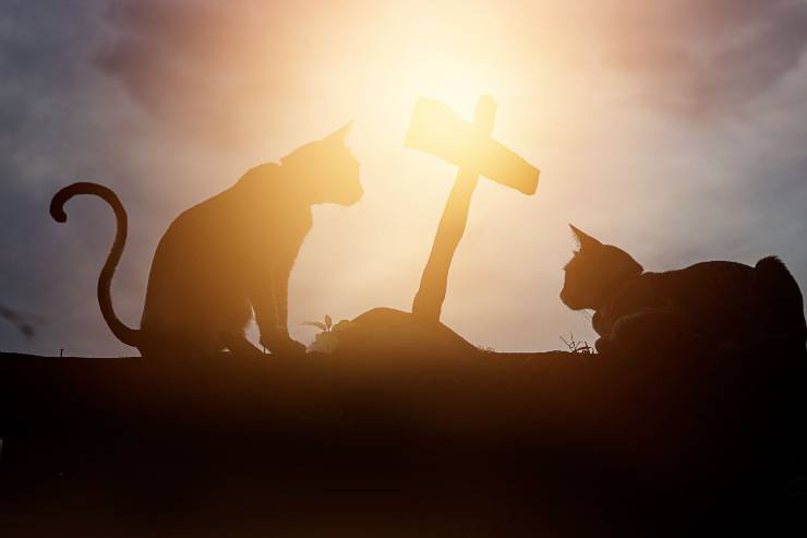 gatos en cementerios
