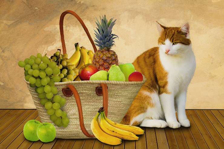 Cesta de frutas para el gato