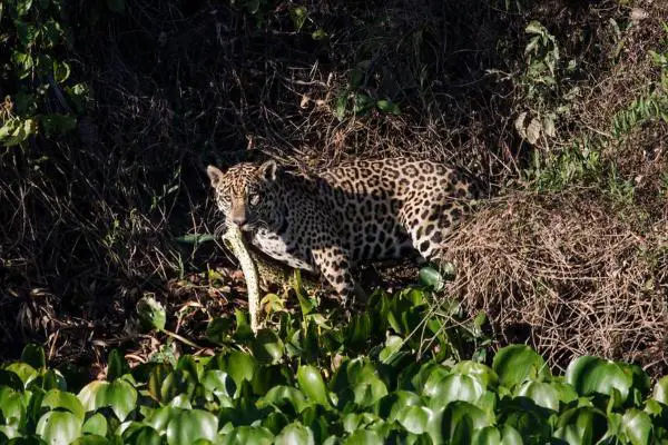 Animales que comen serpientes - Jaguar (Panthera onca)