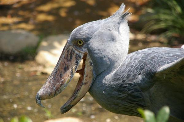 Animales que comen serpientes - Shoebill (Balaeniceps rex)