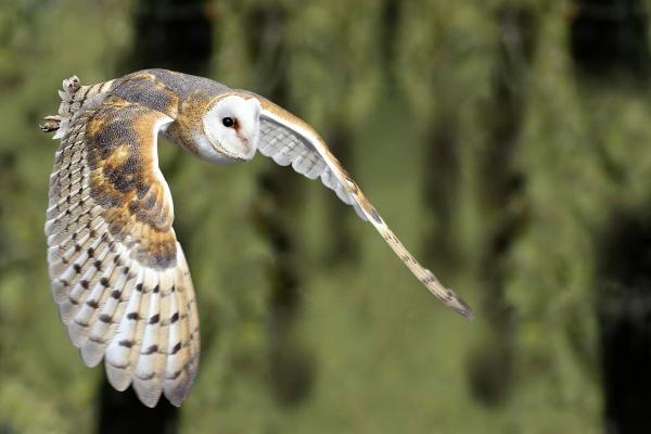 Animales que comen serpientes - Phodilus badius