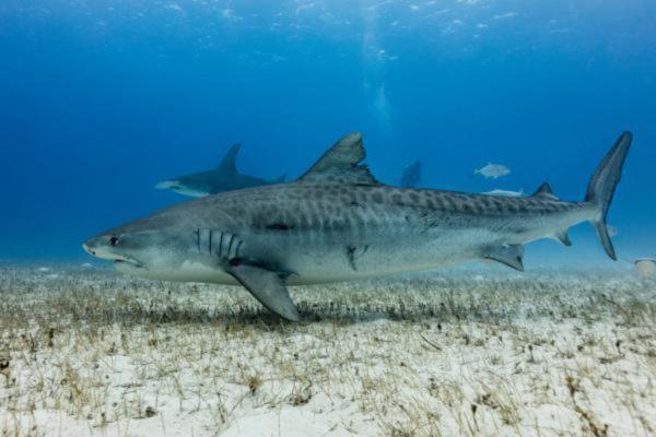 Animales que comen serpientes - Tiburón tigre (Galeocerdo cuvier)