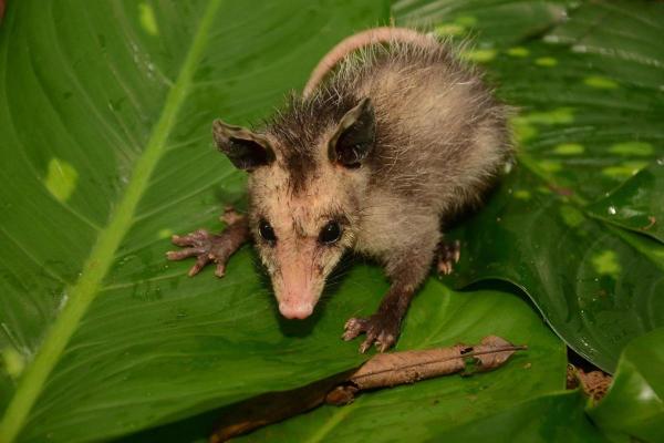 Animales que comen serpientes - Virginia opossum (género Delphis)