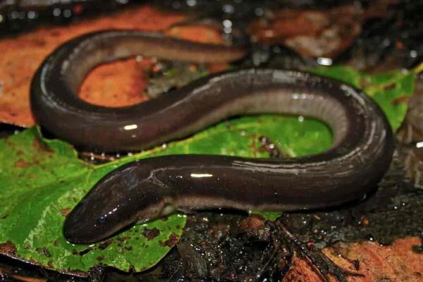 Animales que comen serpientes - Amphiuma significa