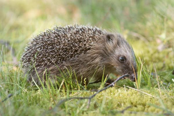 Animales que comen serpientes - Erizo común (Erinaceus europaeus)