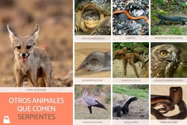Animales que comen serpientes - Más animales que comen serpientes