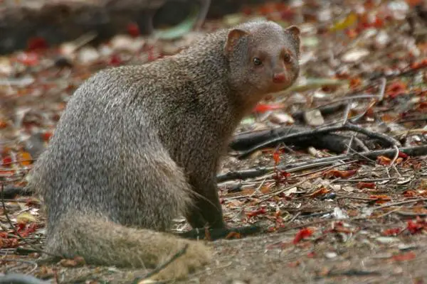 Animales que comen serpientes - Mangosta de Java (Herpestes javanicus)